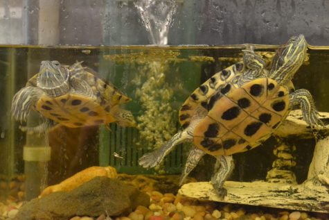 Pet of the Month: October