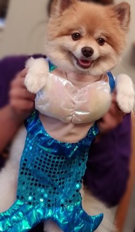 Pet of the Month: November