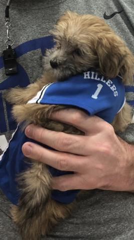 Pet of the Month: November
