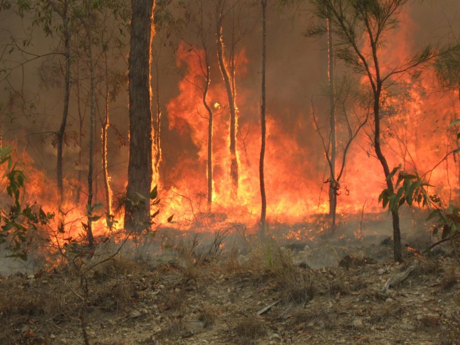 Australian fires set ablaze throughout the entire country.  This picture was specifically taken in Queensland, Australia.