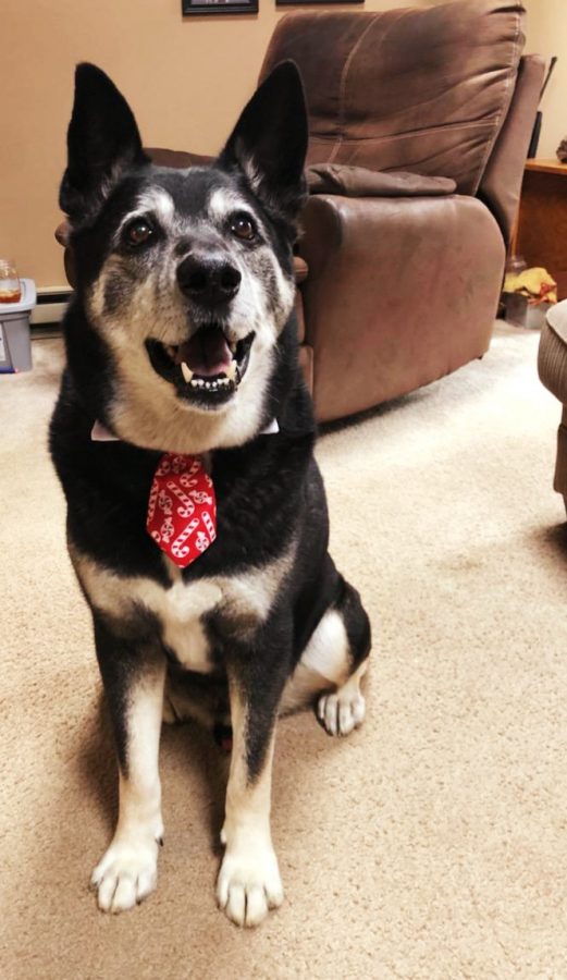 Sven is celebrating the holiday season in style with his festive candy cane tie.
