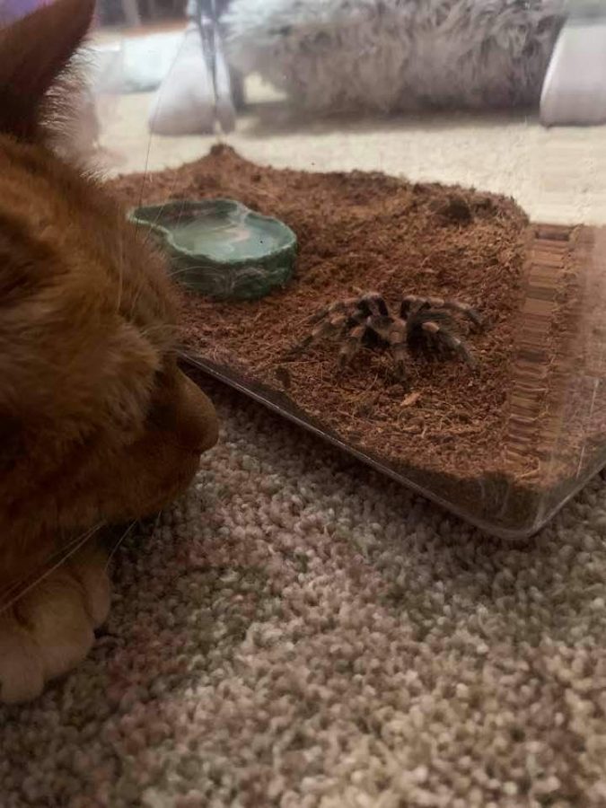 Camdon, an orange tabby cat, stares curiously at Charlotte as she explores her enclosure.