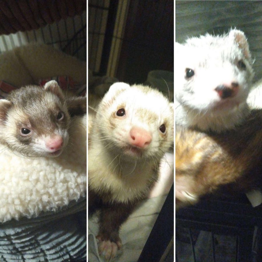 Ferrets+Jaq+%28left%29%2C+Gus+Gus+%28center%29+and+Mowgli+%28right%29+pose+for+a+picture.+These+three+are+lucky+to+have+found+such+a+welcoming+home.