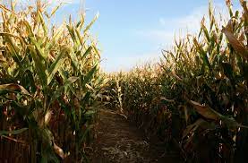 Not just for growing the season's crop, corn mazes are a popular fall activity for many. Though some are easy, others are not for the faint at heart. Would you make it through?