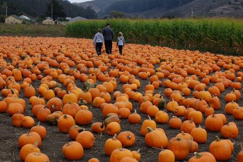 While there are up to 45 different varieties of pumpkins, the classic, orange jack-o-lantern pumpkin is the most likely to be found at your local pumpkin patch. Check out Simmons Farm, Trax Farms, or the Springhouse to get your picture-ready pumpkin in time for Halloween! 