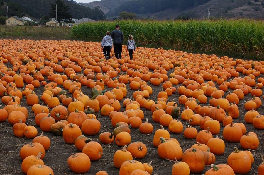 While+there+are+up+to+45+different+varieties+of+pumpkins%2C+the+classic%2C+orange+jack-o-lantern+pumpkin+is+the+most+likely+to+be+found+at+your+local+pumpkin+patch.+Check+out+Simmons+Farm%2C+Trax+Farms%2C+or+the+Springhouse+to+get+your+picture-ready+pumpkin+in+time+for+Halloween%21+