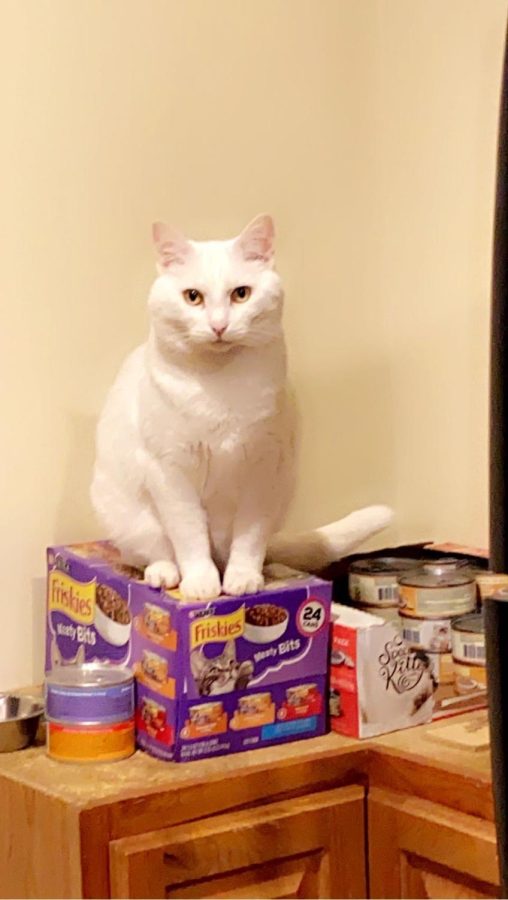 Casper the cat sits on his food, waiting to pounce on anyone who tries to sneak by and take it.