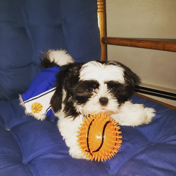 Ruby is dressed up to support our Hiller Basketball team! She loves getting to hear about all the games from her dad, Mr. Polansky.