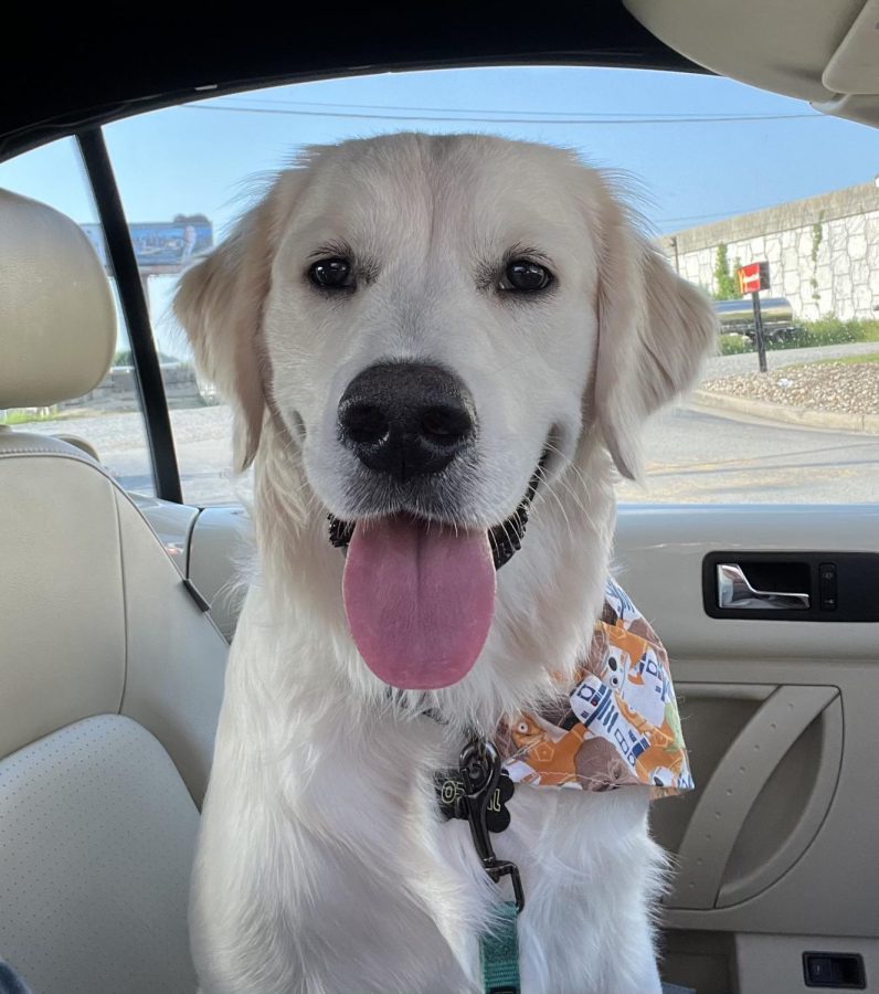 Jango loves going for long rides in his sister, Emma’s, Volkswagen Beetle! Here, he is pictured wearing one of his favorite bandanas. 
