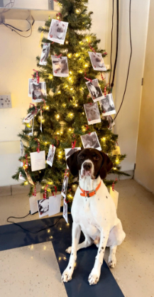 Mrs. Reddys dog sitting by her Pet Tree that was located in her room. Students were able to go pick a pet off the tree, and buy pet items for the pet they chose. The items were then donated to the Washington Humane Society for pets in need.