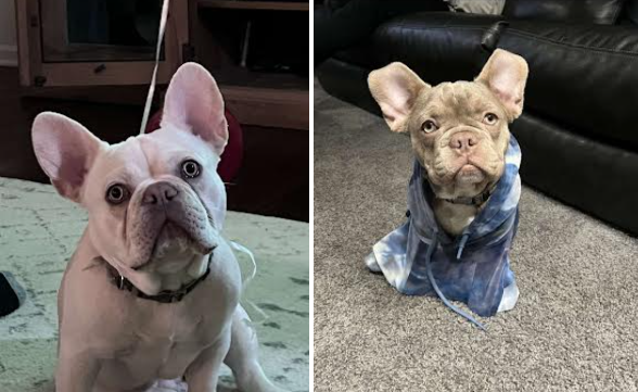 On the left is eleven month year old, Benny. On the right is six-month-old Nino wearing a blue sweatshirt. Their favorite toys are tennis balls and they love treats.
