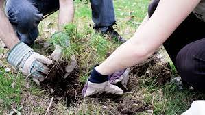 While gardening may be time-consuming and difficult for some, it doesn’t have to be! There are many great resources out there to help students make low-maintenance gardens!