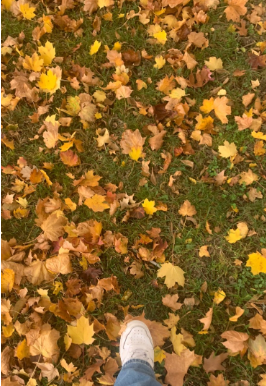 This picture was taken during the fall on the Trinity High School property. The leaves changing were in full effect. A walk around campus is a great way to appreciate fall.
